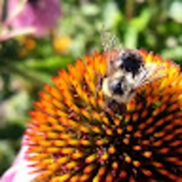 Meet your Posher, Meaghan - Picture 1 of 1